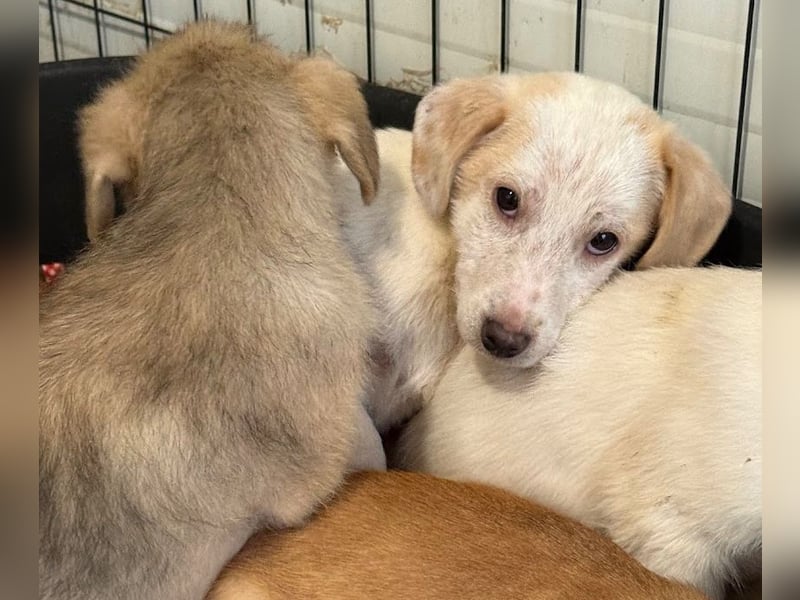 Schüchternes Welpenmädchen Anka