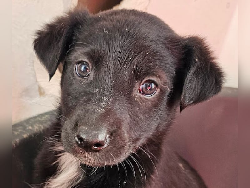 Welpenbub Rudi sucht Familie ♥️