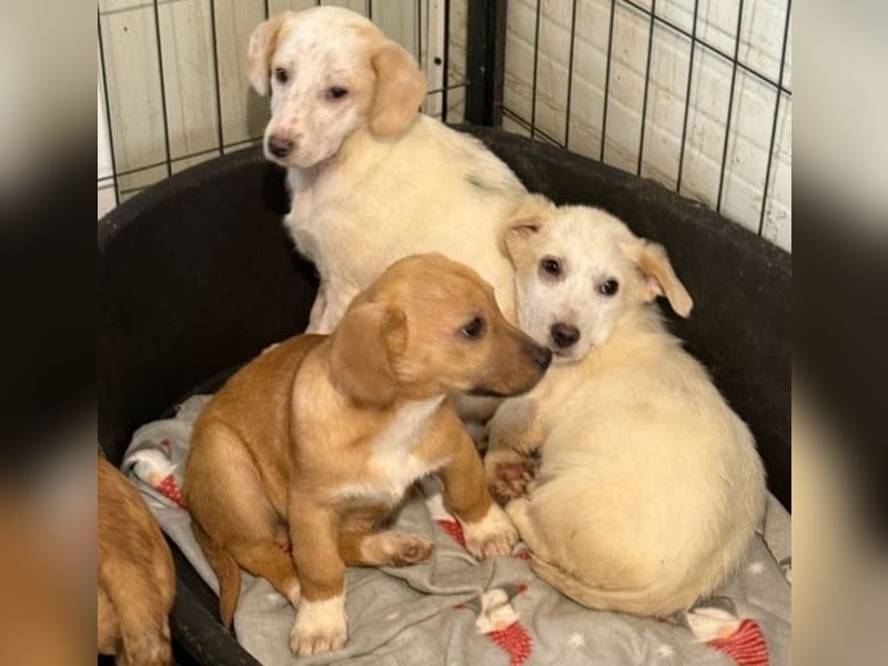 Welpenmädchen Minka sucht Zuhause (D/ LUX/ CH)