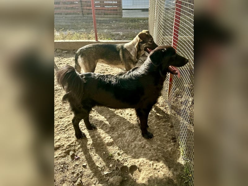 Shaggy - sportlicher, lieber , 3-jähriger Bub