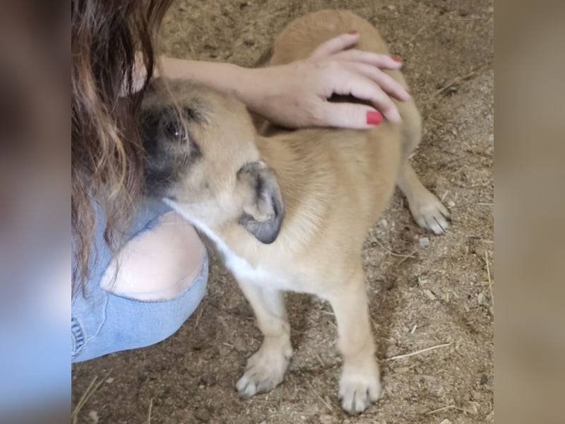 Süßes Welpenmädchen Buffy wünscht sich eine Familie