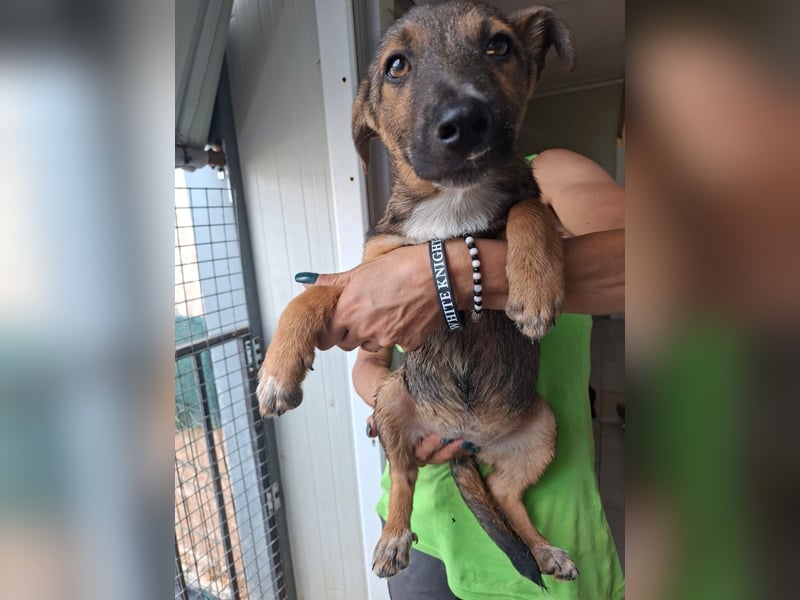 Zuckersüßes Welpenmädchen Caja sucht Zuhause (D/CH/LUX)