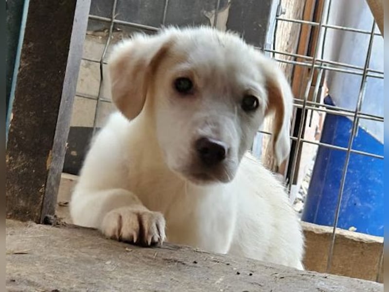 Zurückhaltendes Welpenmädchen Kimby