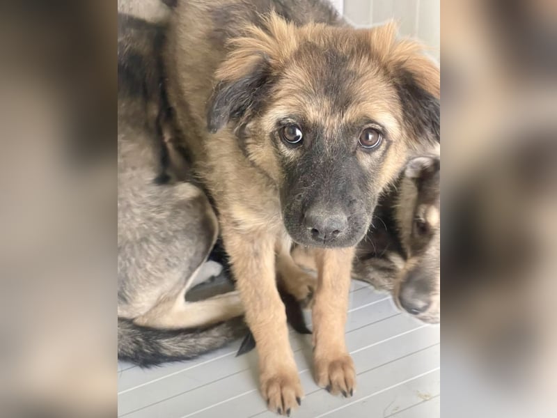 Ayla - fein und sensibel