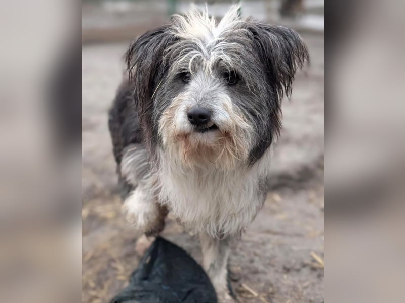 Petzi - kleiner Überlebenskünstler