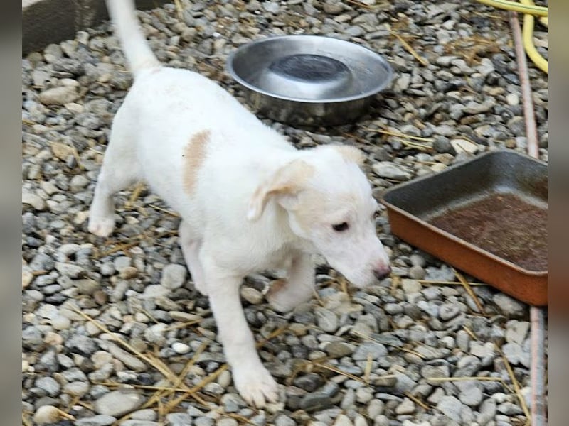 Schüchternes Welpenmädchen Anka