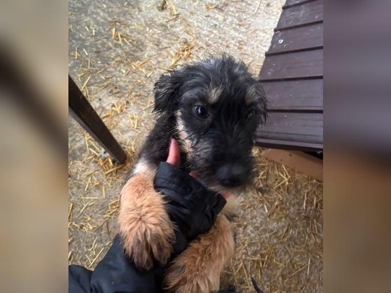 Welpenmädchen Akita sucht eine Familie (deutschlandweit)