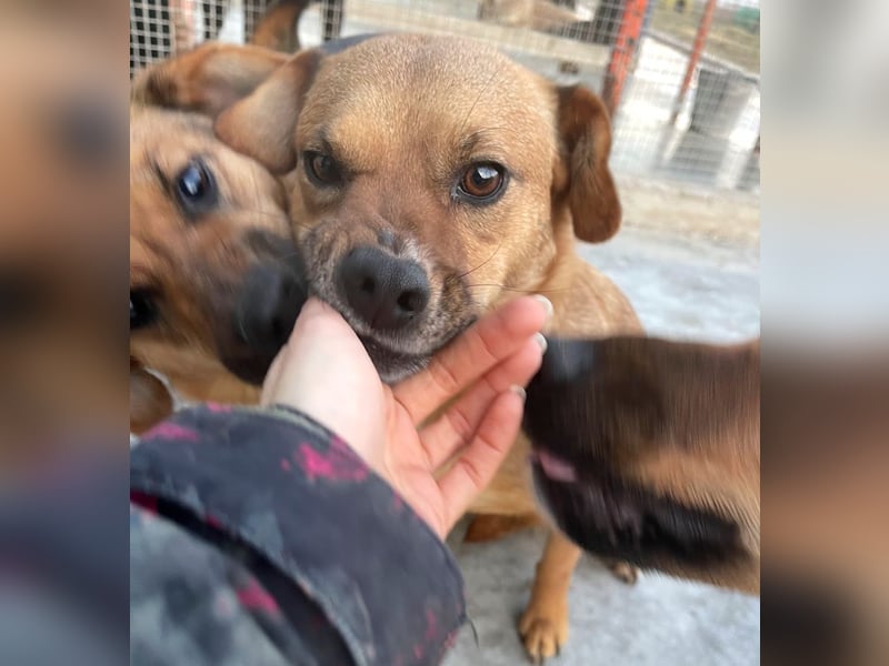 Elly - in Hamburg auf Pflegestelle