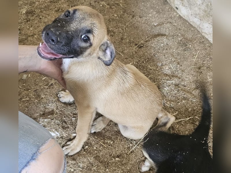 Süßes Welpenmädchen Buffy wünscht sich eine Familie