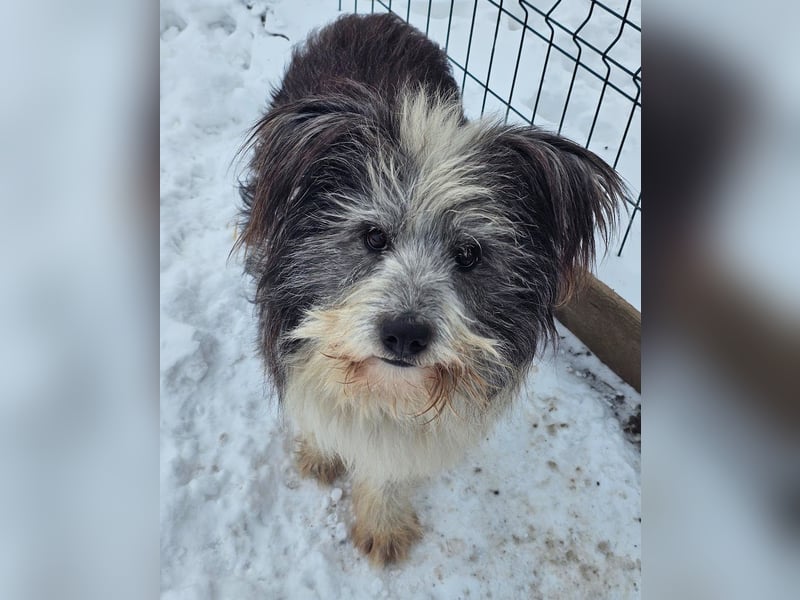 Petzi - kleiner Überlebenskünstler