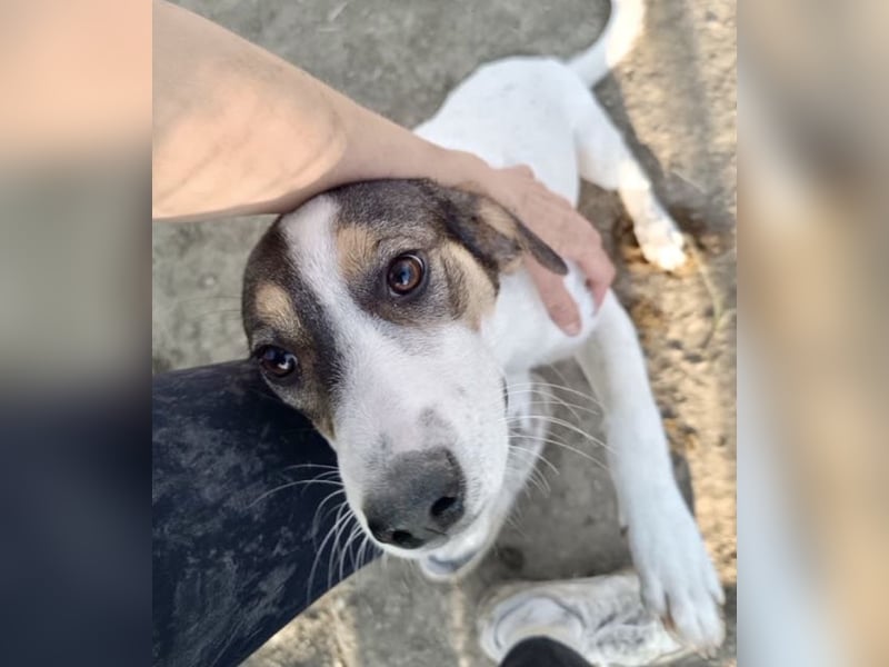 Jampa - lieber, freundlicher Bub!