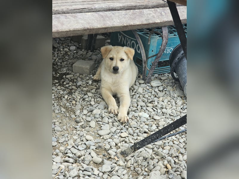 Kleiner Herzensbrecher Bailey sucht sein Zuhause