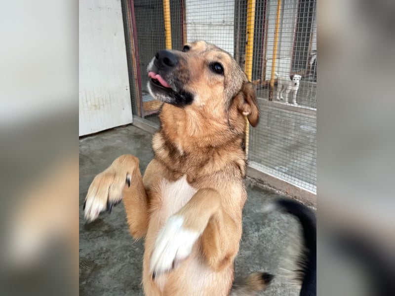 Pebbels - sanfte, liebevolle, treu Hündin (Vermittlung bundesweit)