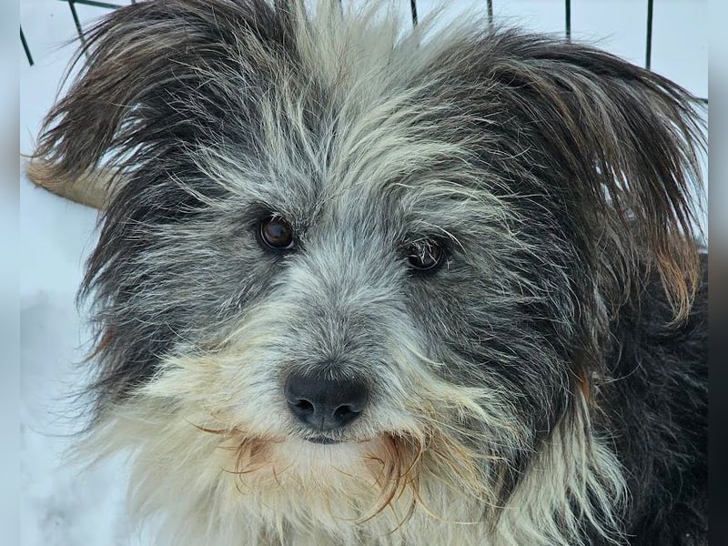 Petzi - kleiner Überlebenskünstler