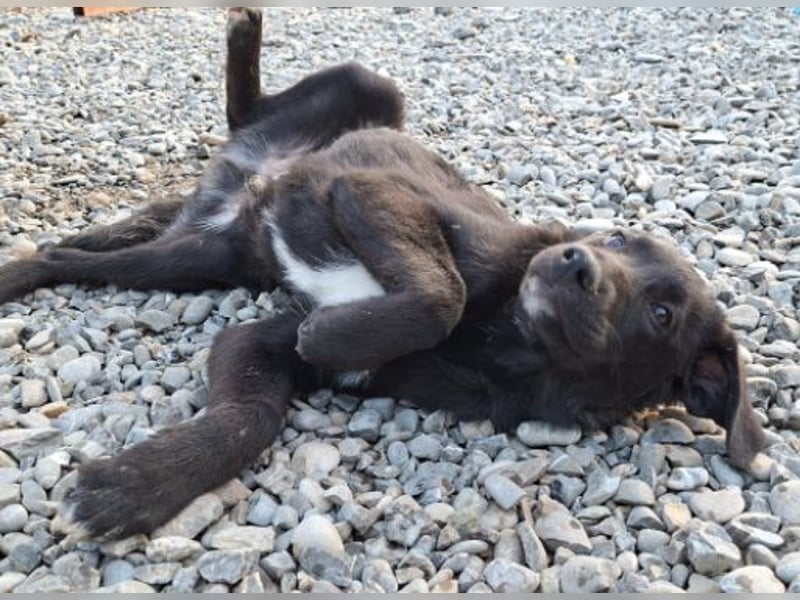 Smoothie - sanfter Bub sucht ruhiges Zuhause!