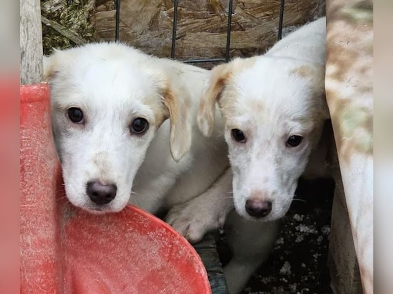 Zurückhaltendes Welpenmädchen Kimby
