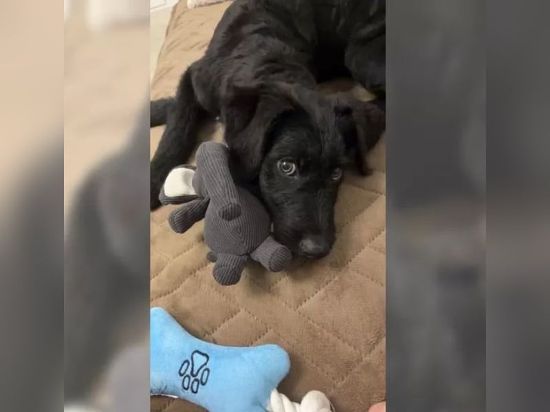 In Luxemburg: Welpe Mads verliert sein Zuhause