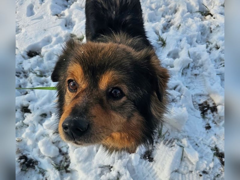 Brownie - lieber 3-jähriger Kettenhund sucht Körbchen!