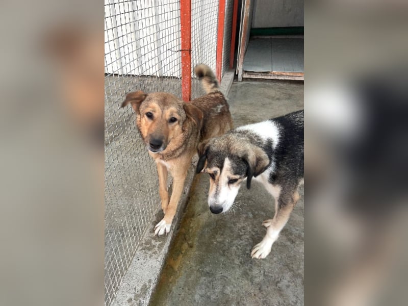 Pebbels - sanfte, liebevolle, treu Hündin (Vermittlung bundesweit)