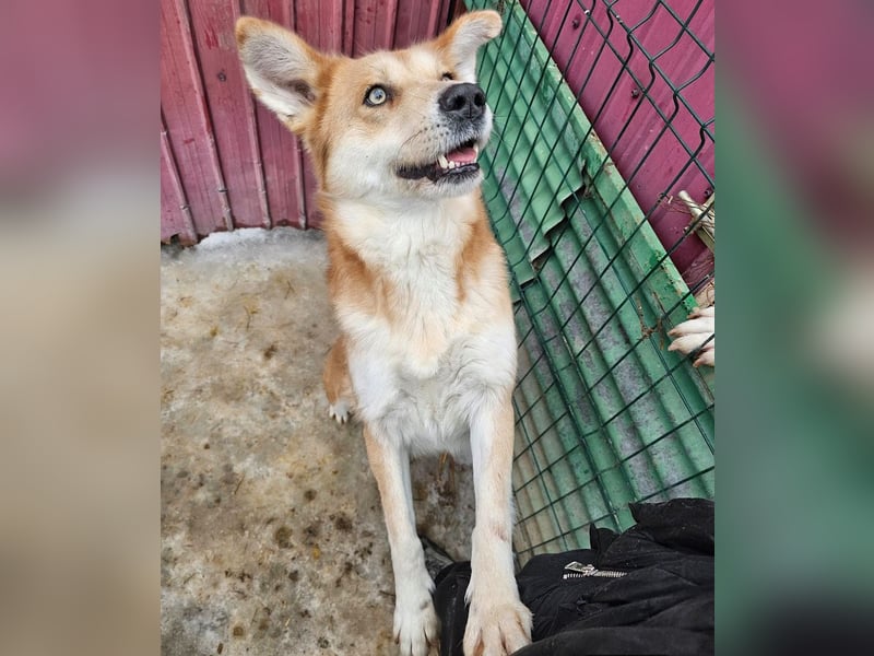 Schmusebacke Ruba - aus der Tötung gerettet