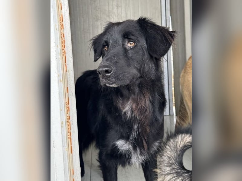 Shaggy - sportlicher, lieber , 3-jähriger Bub
