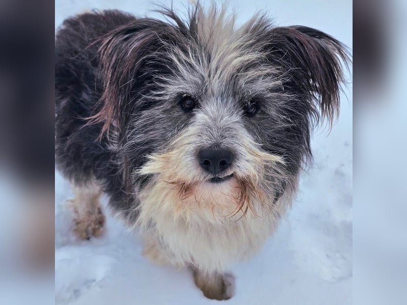 Petzi - kleiner Überlebenskünstler