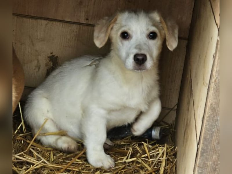 Zurückhaltendes Welpenmädchen Kimby