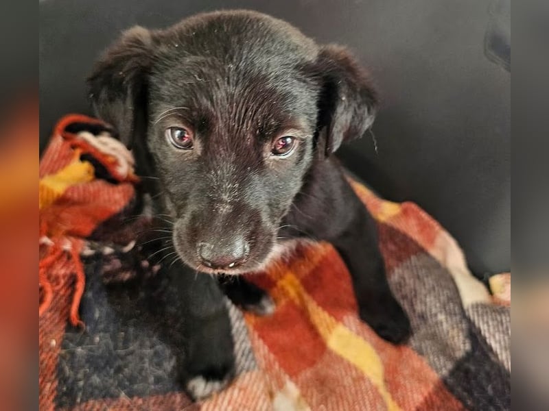 Welpenbub Rudi sucht Familie ♥️