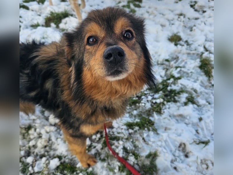 Brownie - lieber 3-jähriger Kettenhund sucht Körbchen!