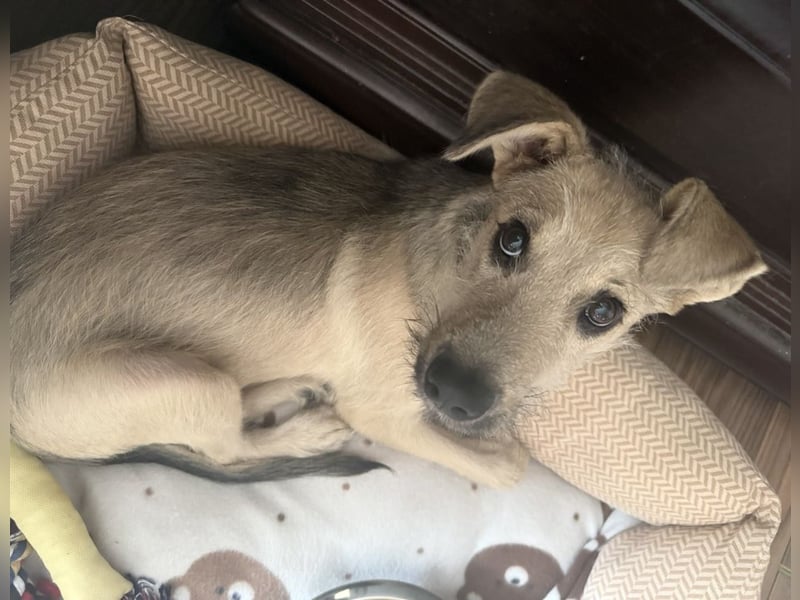 Junghund Lucky sucht Familie (D/ CH/ LUX)