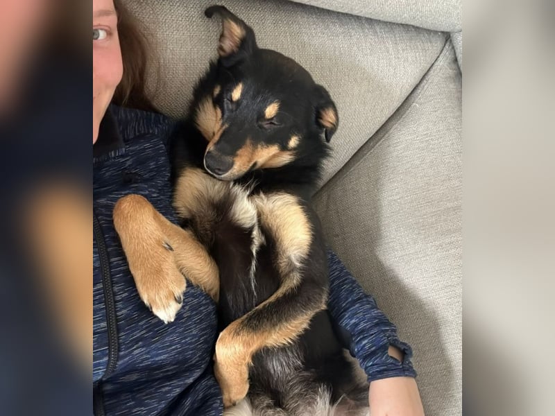 Bobby - auf Pflegestelle in Luxemburg