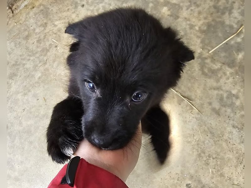 Welpenmädchen Pepper sucht Dosenöffner (D/ LUX/ CH)