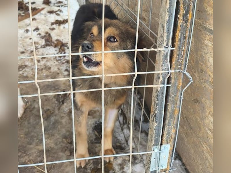 Brownie - lieber 3-jähriger Kettenhund sucht Körbchen!