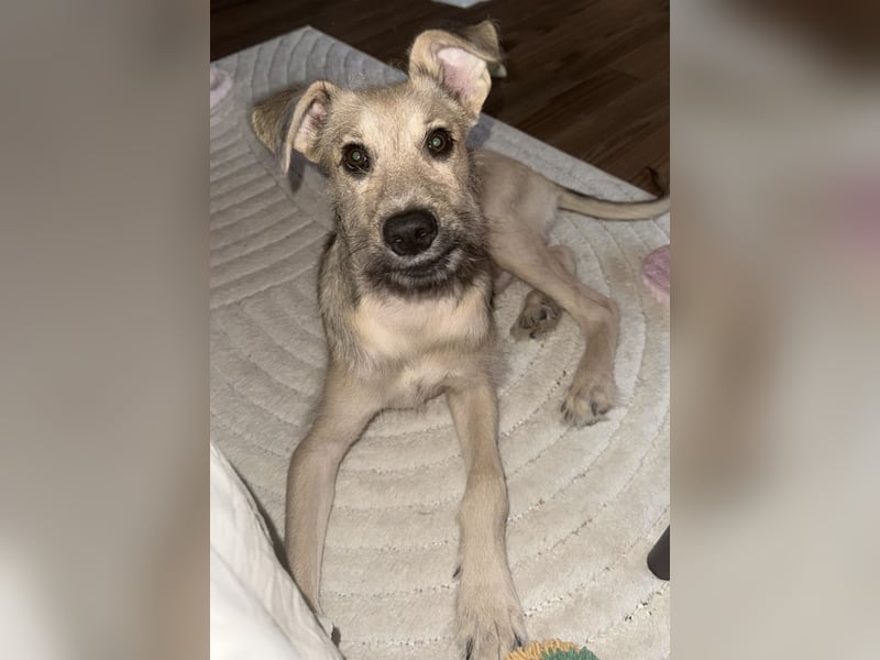 Junghund Lucky sucht Familie (D/ CH/ LUX)