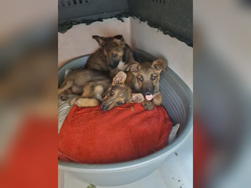 Welpenbub Floh wünscht sich eine Familie (D/CH/LUX)
