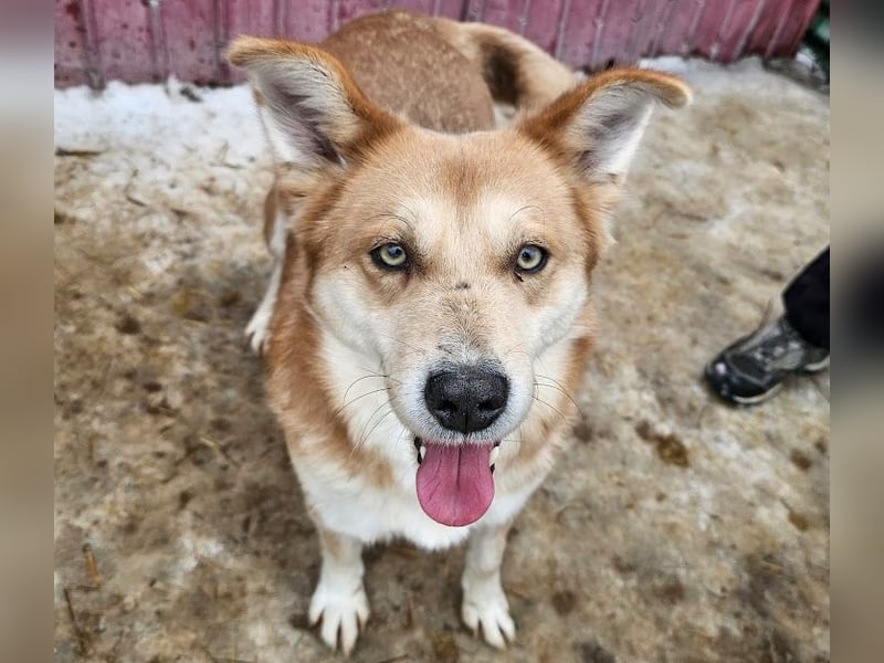 Schmusebacke Ruba - aus der Tötung gerettet