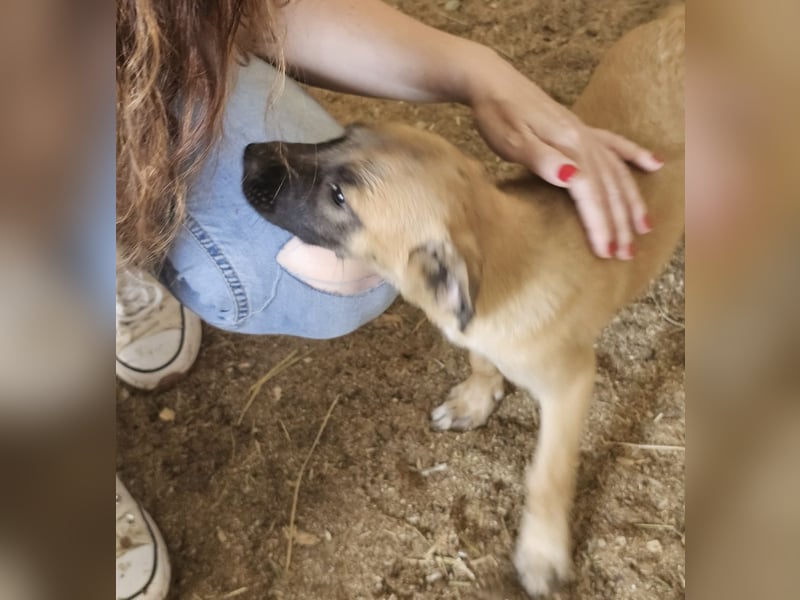 Süßes Welpenmädchen Buffy wünscht sich eine Familie
