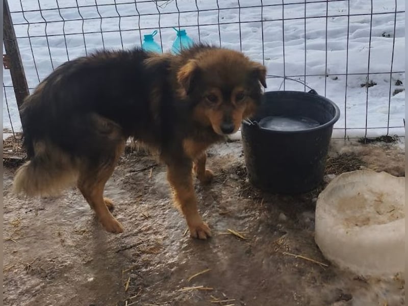 Brownie - lieber 3-jähriger Kettenhund sucht Körbchen!