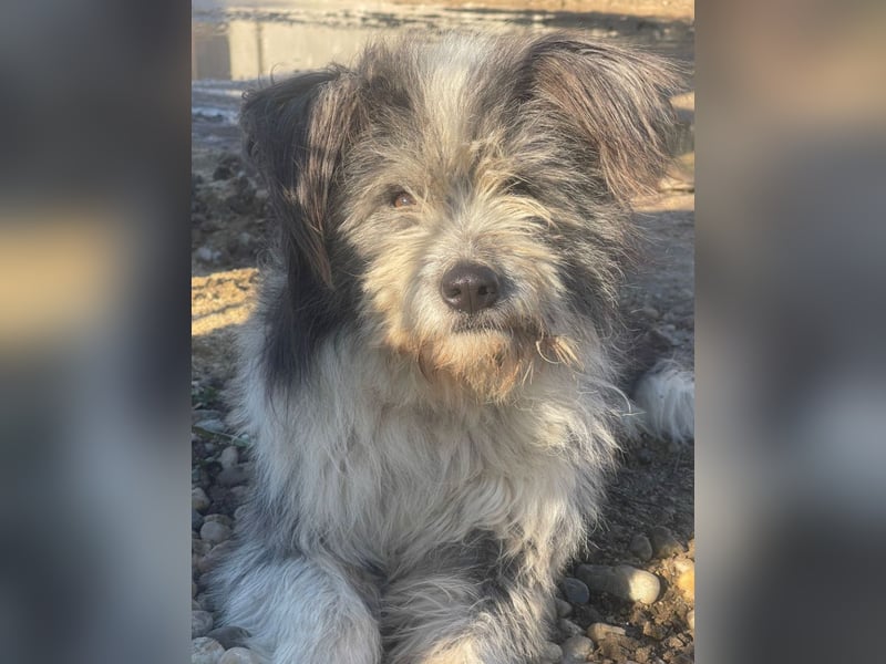 Petzi - kleiner Überlebenskünstler