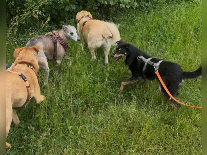Bobby - auf Pflegestelle in Luxemburg