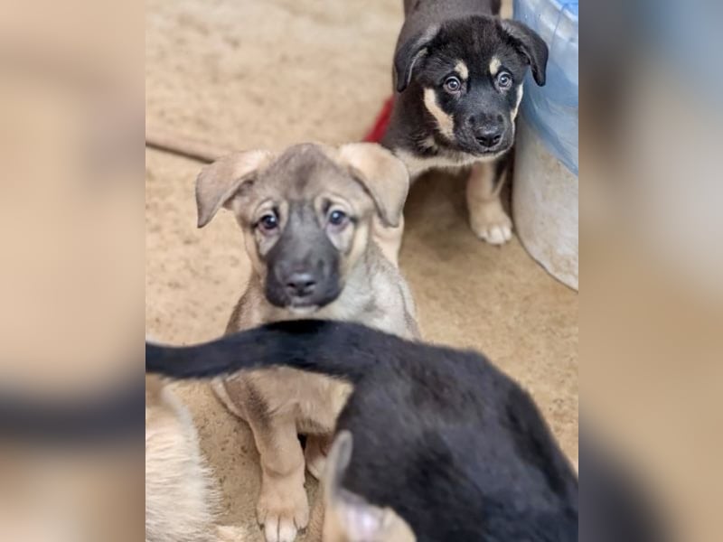 Welpenmädchen Abby sehnt sich nach ihrer Familie