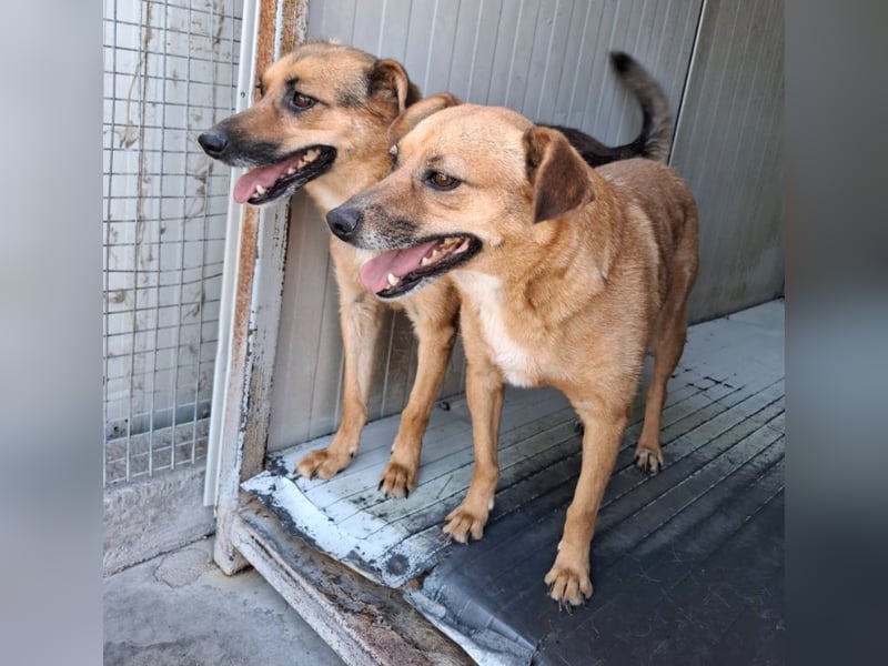 Elly - in Hamburg auf Pflegestelle