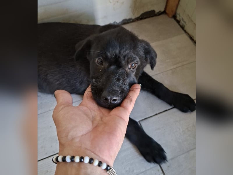 Welpe Tiny sucht seine Menschen (D/CH/LUX)