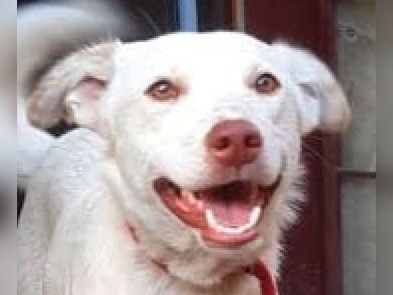 Nelly - freundliche, unkomplizierte Hündin