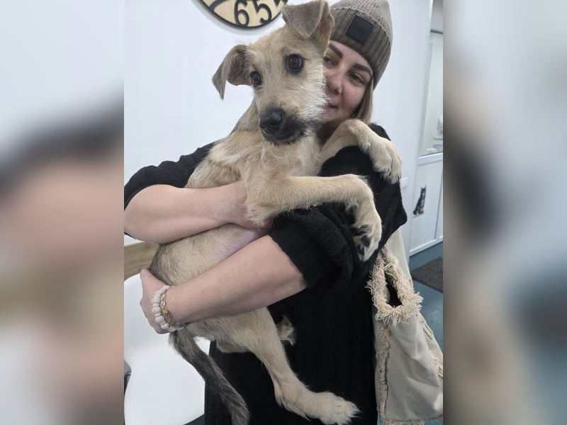Junghund Lucky sucht Familie (D/ CH/ LUX)