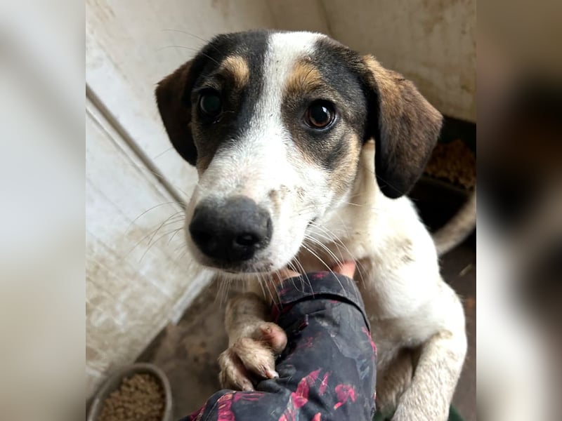 Jampa - lieber, freundlicher Bub!