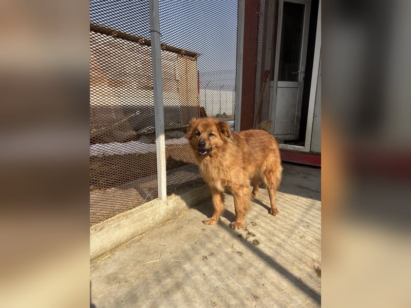 Hündin Lucky sucht Zuhause mit Freundin Groh