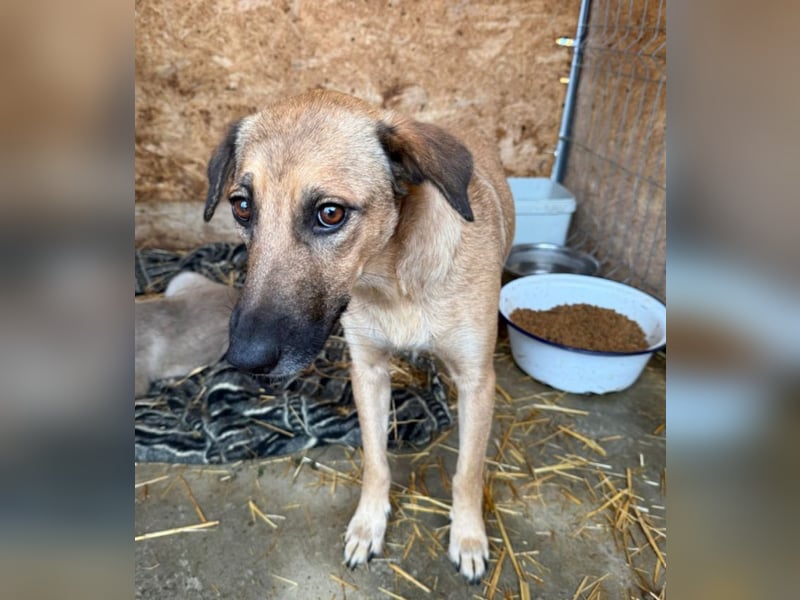 Frida - warmes Körbchen gesucht (deutschlandweit)