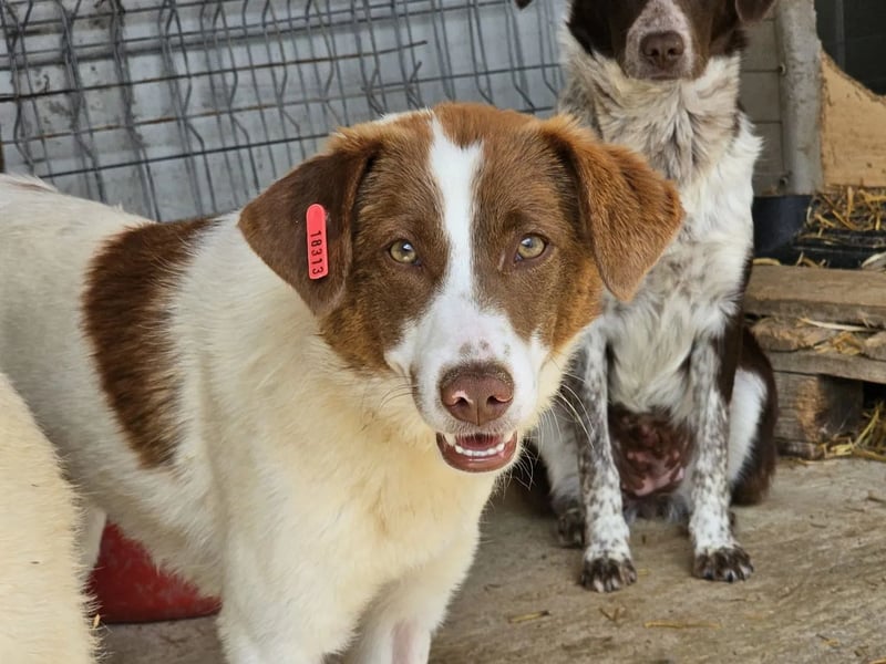 Junghündin Lucy sucht Zuhause (D/CH)