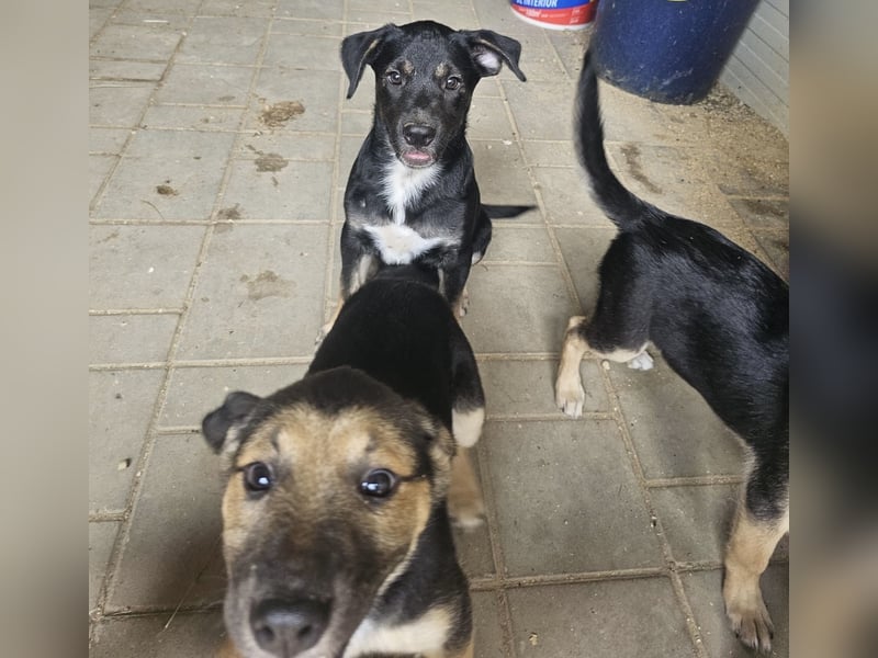 Welpe Koko - fröhlich, verspielt, neugierig, zutraulich
